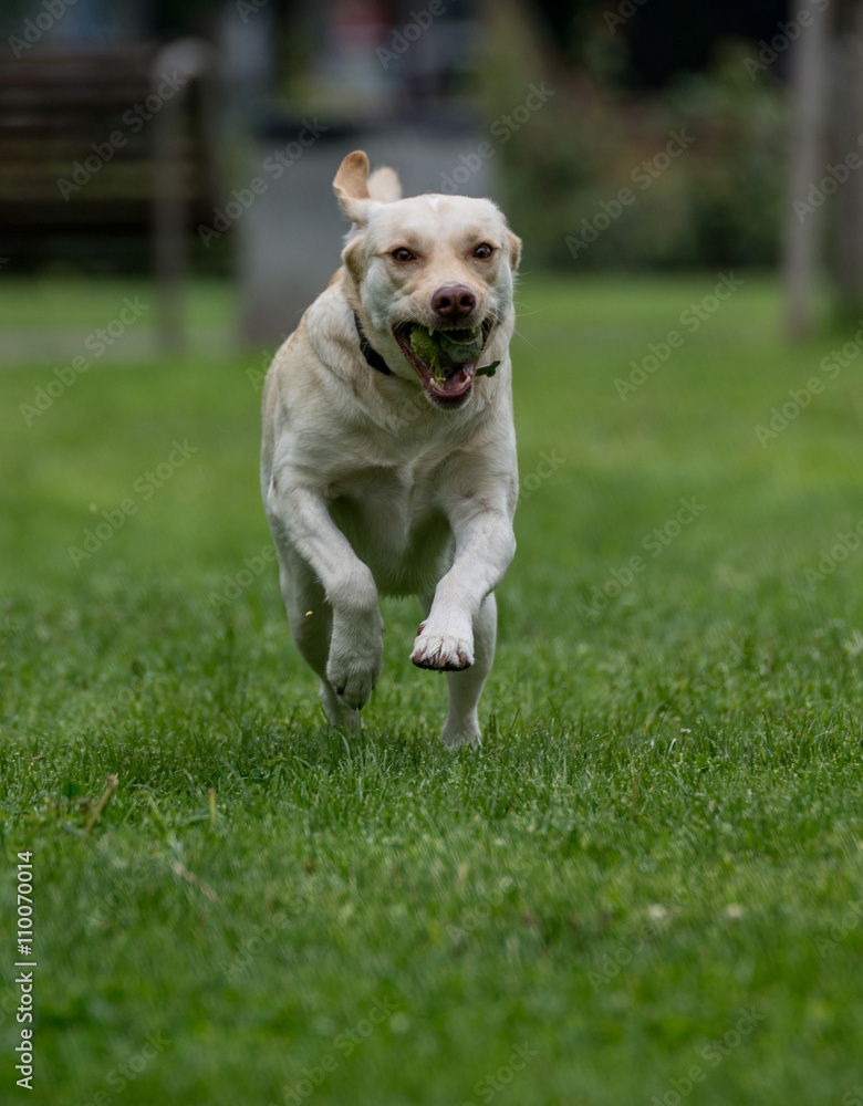 Labrador retriever running outside in the park. Selective focus