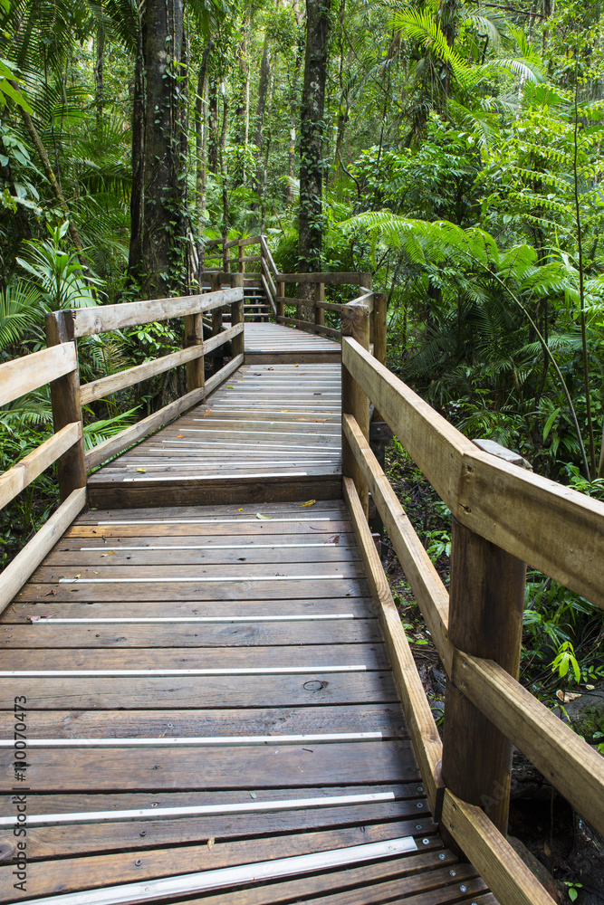Jindalba boardwalk in the Daintree rainforest National Park, Queensland, Australia Jindalba boardwalk in the Daintree rainforest National Park, Queensland, Australia