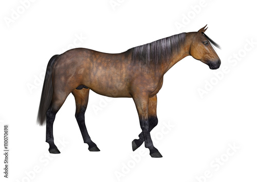 3D Rendering Bay Horse on White