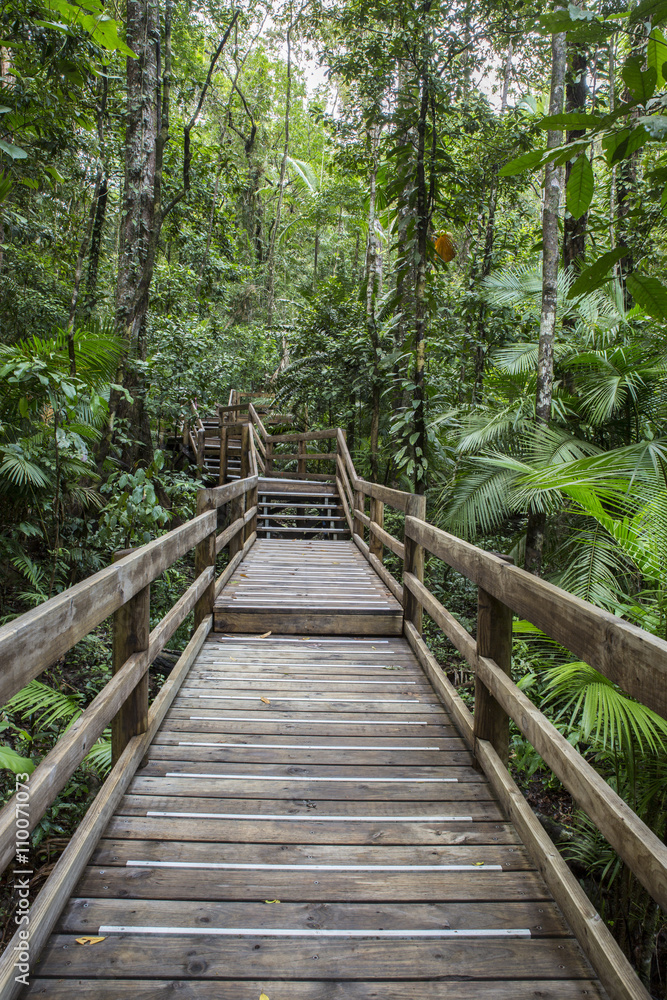View of the Jindalba boardwalk in the Daintree rainforest National Park, Queensland, Australia View of the Jindalba boardwalk in the Daintree rainforest National Park, Queensland, Australia