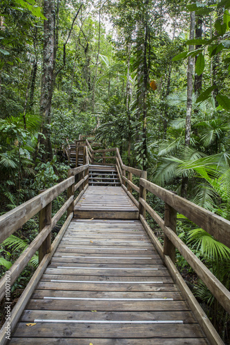View of the Jindalba boardwalk in the Daintree rainforest National Park, Queensland, Australia © mastamak