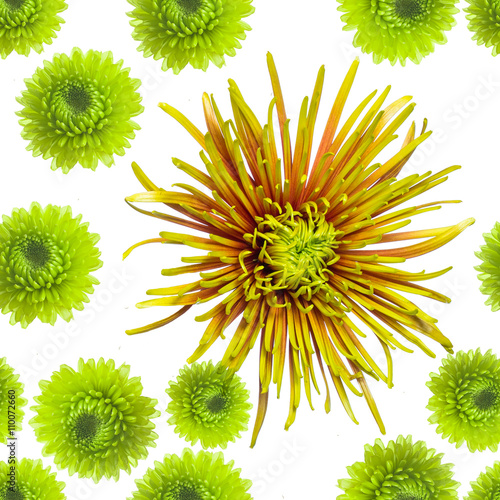 seamless  original rare green chrysanthemum repeating seamless p