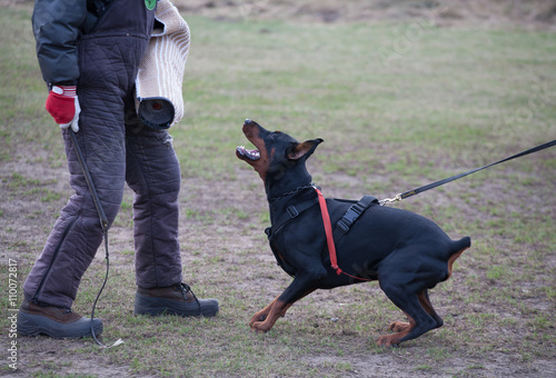 Dog Training. Breed Doberman.