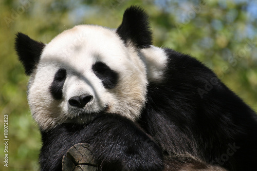 Gros plan sur la tête d'un panda géant. Le mammifère blanc et noir se repose, la tête appuyée sur son bras droit. © metropoway