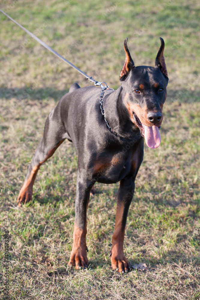Dog breed Doberman. Dog breed Doberman.