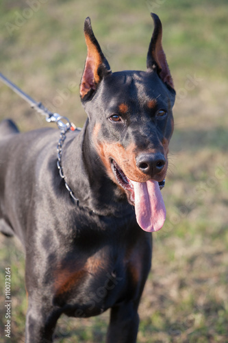 Dog breed Doberman.