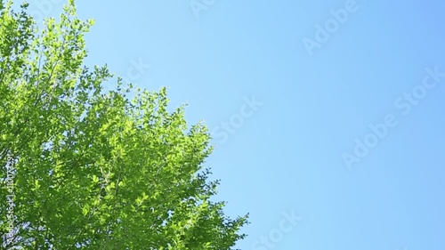 新緑・青空
