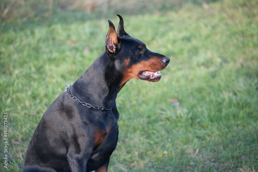 Dog breed Doberman. Dog breed Doberman.
