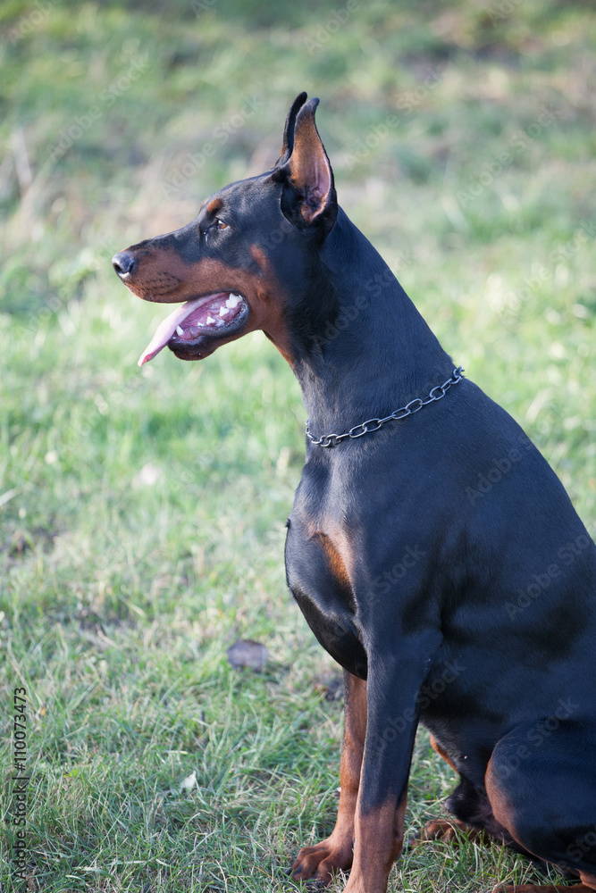 Dog breed Doberman. Dog breed Doberman.