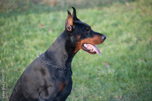 Dog breed Doberman.