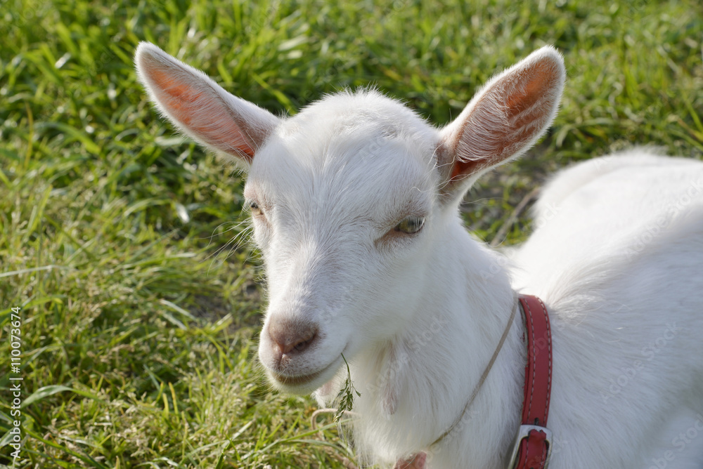 Obraz premium 子ヤギ