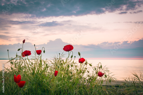 Fototapeta Naklejka Na Ścianę i Meble -  Poppies on the sea shore at sunrise