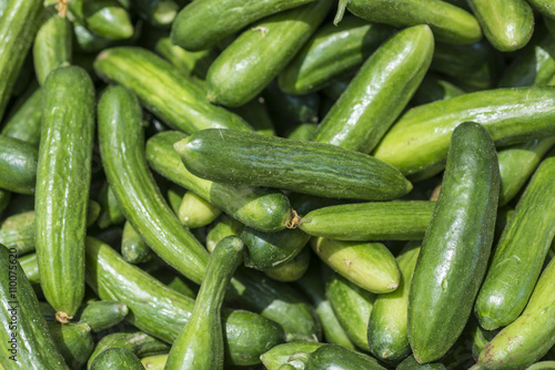 Fresh green cucumber