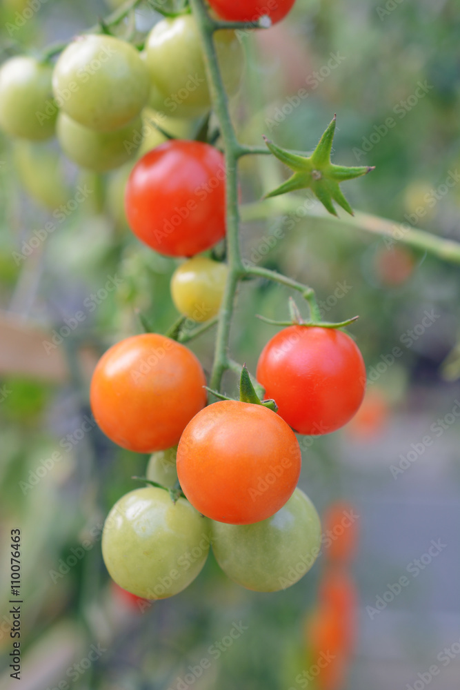 tomato on branches