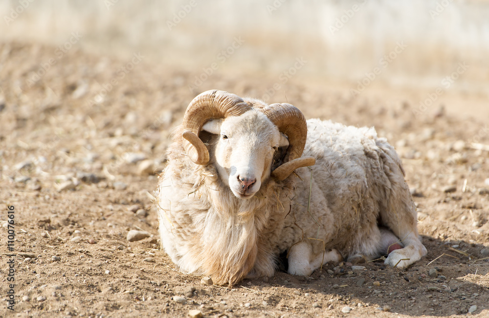 Wild mountain goat with horns. Wild mountain goat with horns.