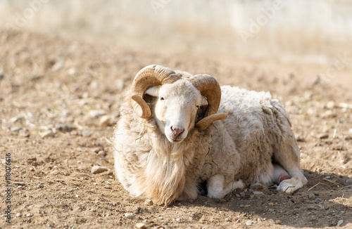 Wild mountain goat with horns.