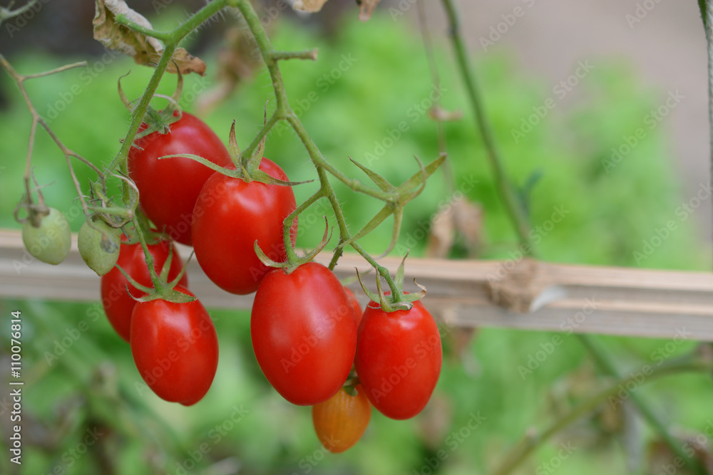 tomato on branches