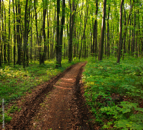 Fototapeta Naklejka Na Ścianę i Meble -  Path in green deciduous forest, nature background