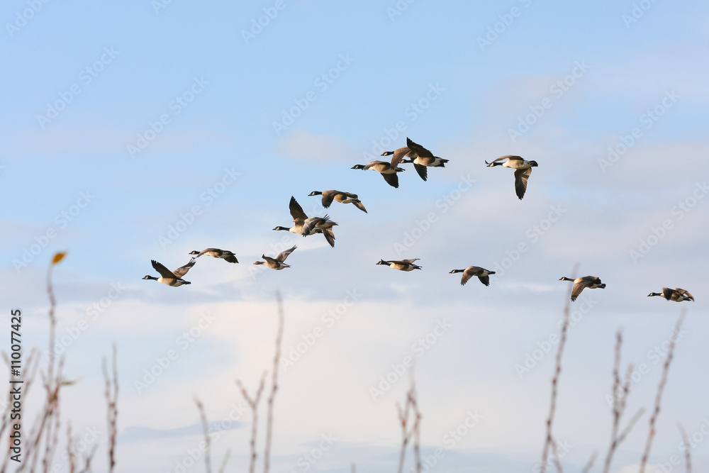 Canada Geese flying over Dungeness