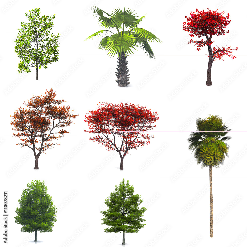 Fototapeta premium tree isolated white background