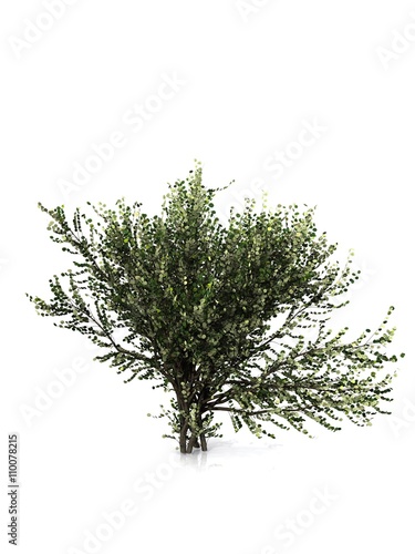 tree isolated white background