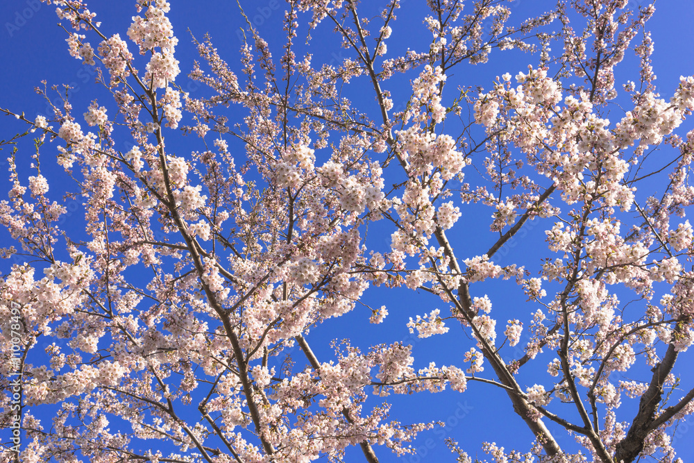 函館・五稜郭公園の桜の花