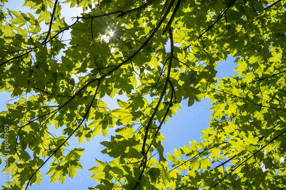 Lumière du jour à travers des branchages Lumière du jour à travers des branchages