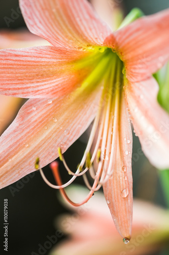 Hippeastrum Amaryllis. Hippeastrum Amaryllis big orange flowers