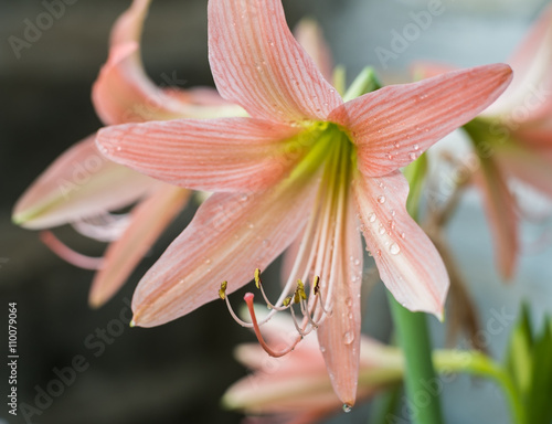 Hippeastrum Amaryllis. Hippeastrum Amaryllis big orange flowers