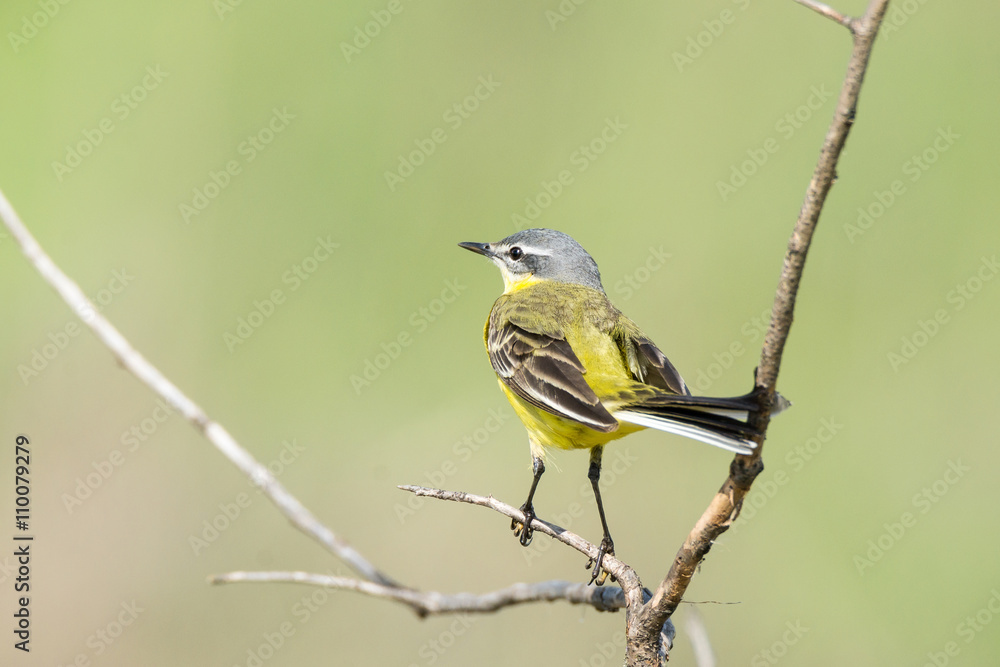 Fototapeta premium wagtail on a branch