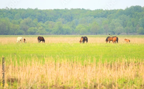 Horses on farm