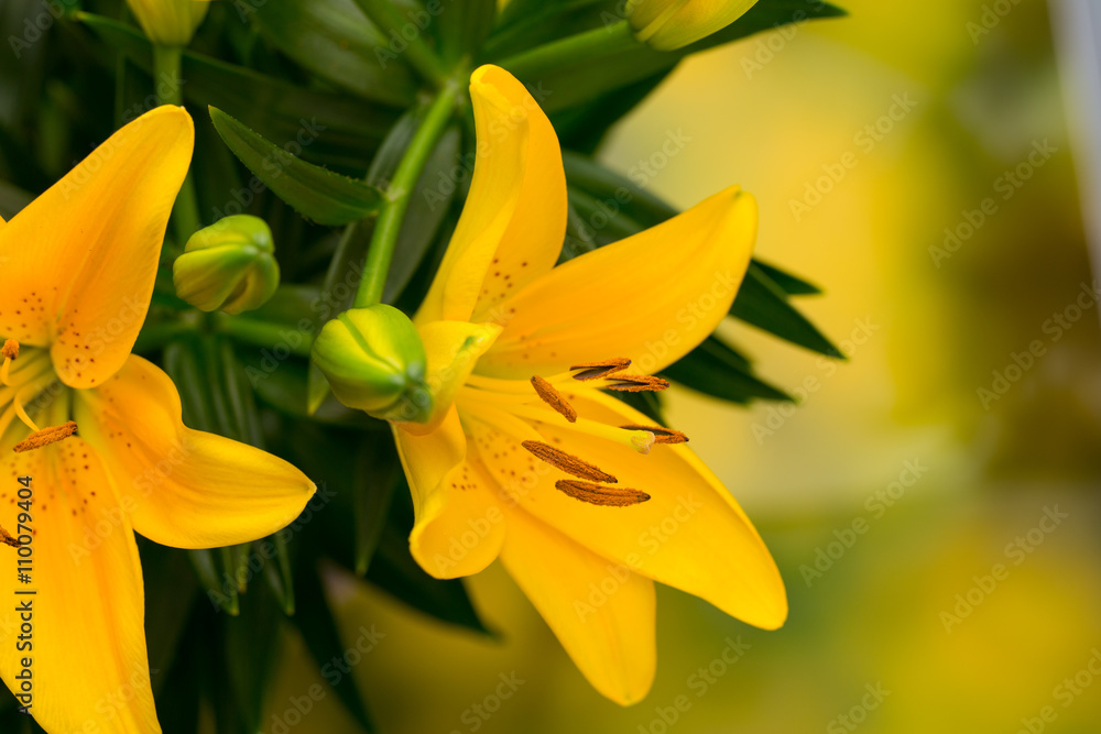 Obraz premium Lily yellow flower with buds on a gray background.