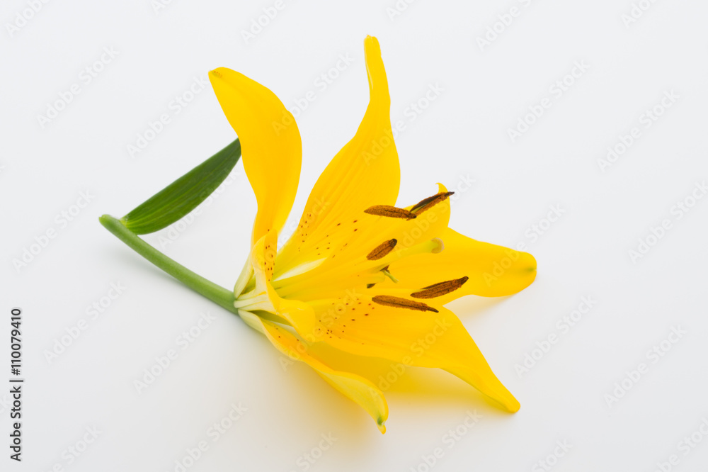 Lily flower with buds on a white background. Lily flower with buds on a white background.