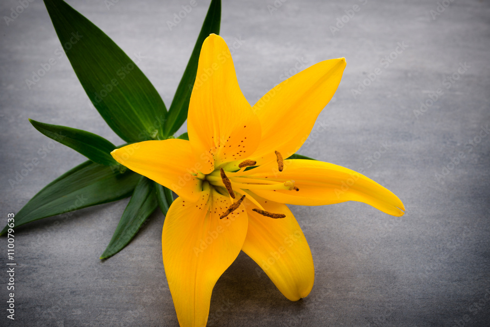 Lily flower with buds on a gray background. Lily flower with buds on a gray background.