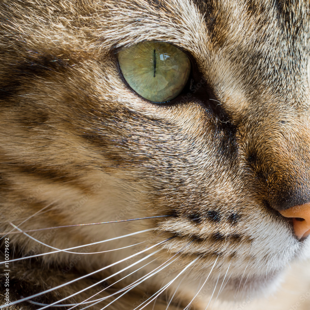 chat tigré chat tigré