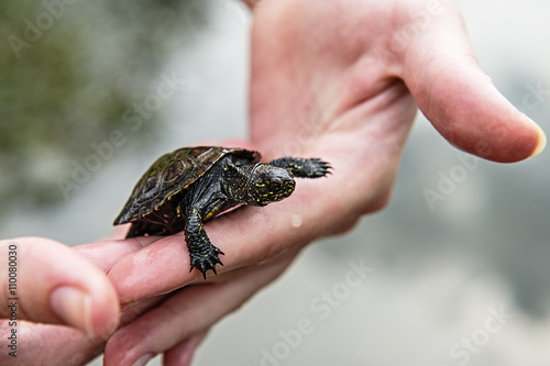 small river turtle