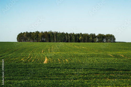 Деревя в поле