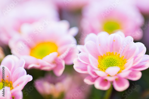 close up of beautiful pink chrysanthemum flowers