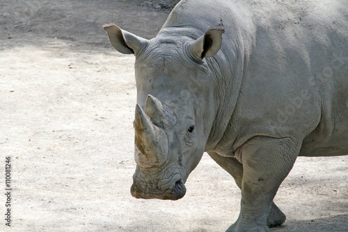 rhinocéros 09052016