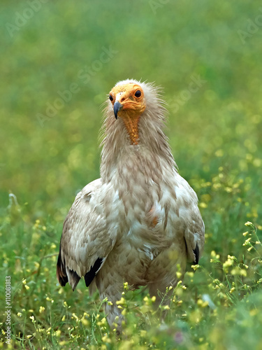 Egyptian vulture  Neophron percnopterus 