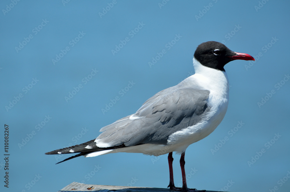 Laughing Gull on a fishing pier Laughing Gull on a fishing pier