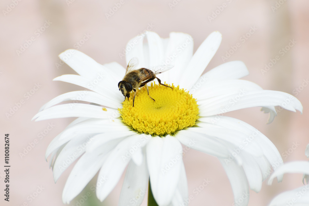 Spring single daisy flower and bee Spring single daisy flower and bee