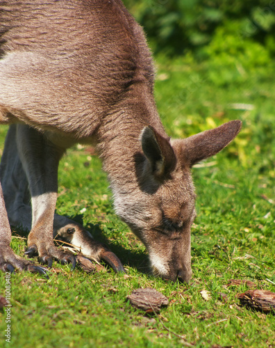Kangaroo looking for food.