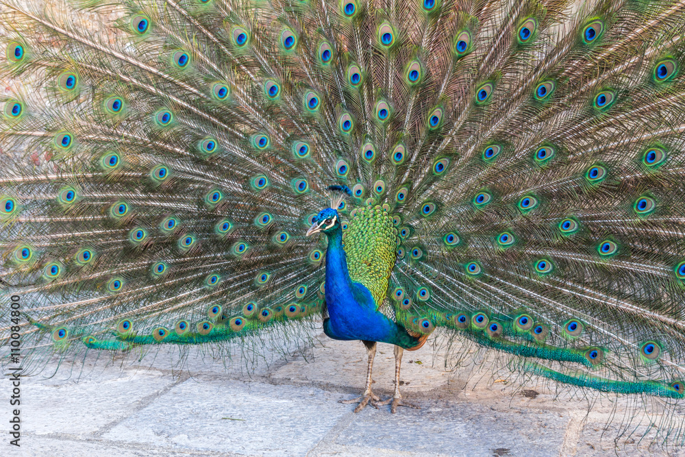 Obraz premium A beautiful male peacock with expanded feathers