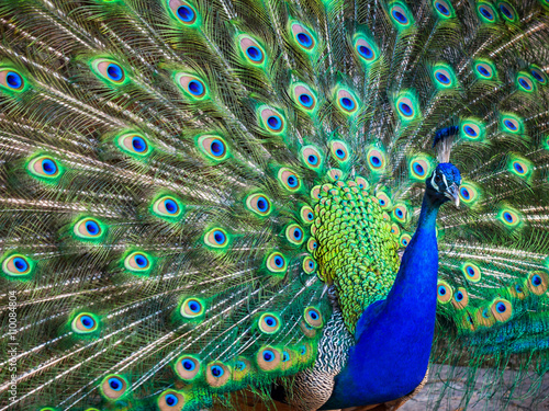 A beautiful male peacock with expanded feathers