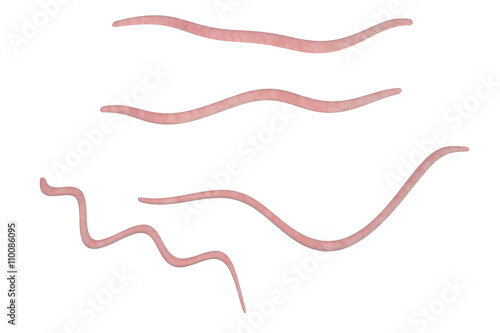 Helminths nematodes Enterobius (Threadworm) which cause enterobiasis, isolated on white background, 3D illustration photo
