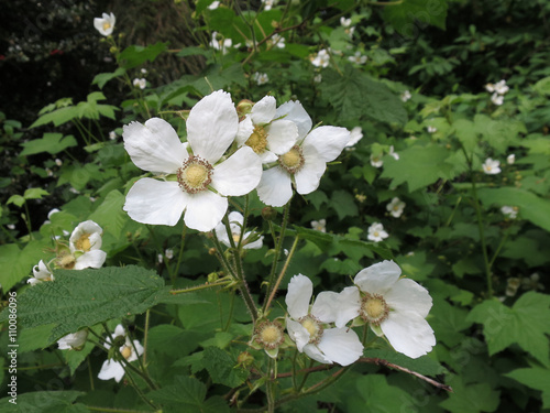 Thimbleberry Flowers - Rubus parviflorus photo