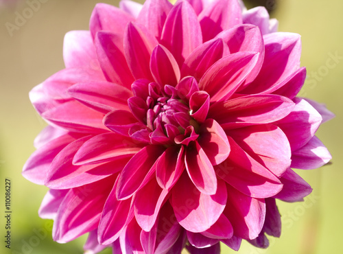 One crimson dahlia