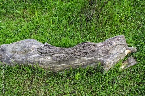 Old tree stump