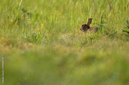 Lapin de garenne dans un champ. © romrom74